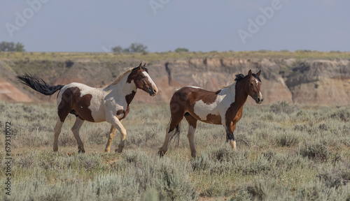 Wild Horses in Summer in Wyoming