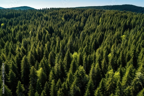 Emerald Blanket: Aerial Perspective of Dense Pine Forest Ecosystem  © Matthew