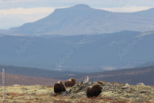 Musk ox in autumn Dovrefjell National Park Norway photo