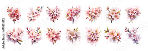 Watercolor illustration cherry blossom sakura isolated branch