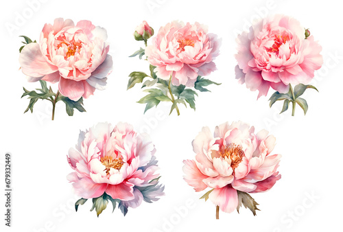 Watercolor illustration peony flowers isolated blossom photo