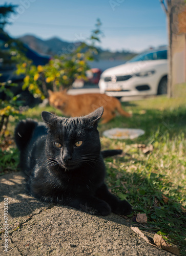 STREET CAT ON GREEN GRASS