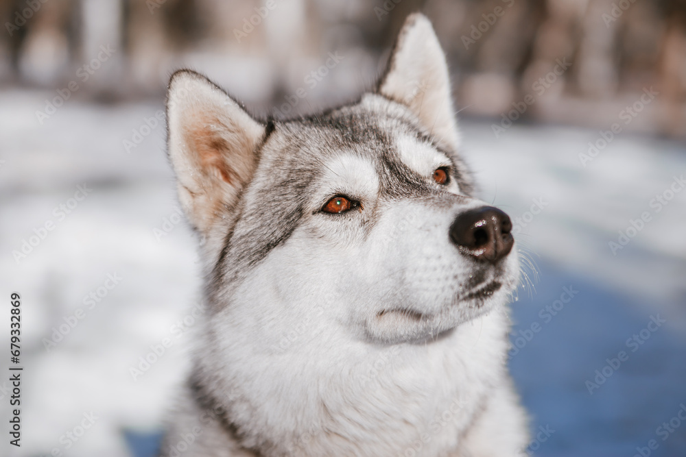 A gray husky dog that looks like a wolf in the forest in winter.
