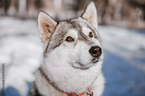 A gray husky dog that looks like a wolf in the forest in winter.