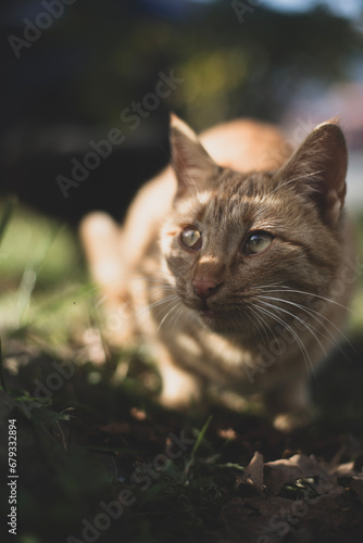 STREET CAT ON GREEN GRASS