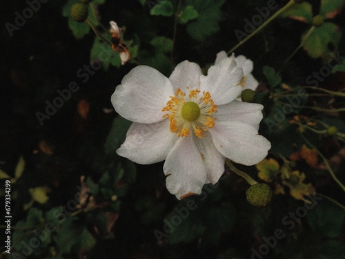 white autumn flowers 