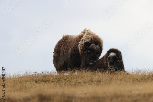 Musk ox in autumn Dovrefjell National Park Norway photo