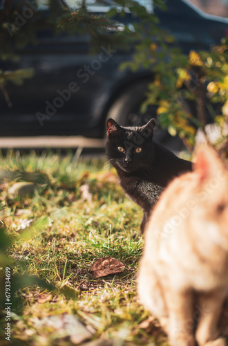 STREET CAT ON GREEN GRASS