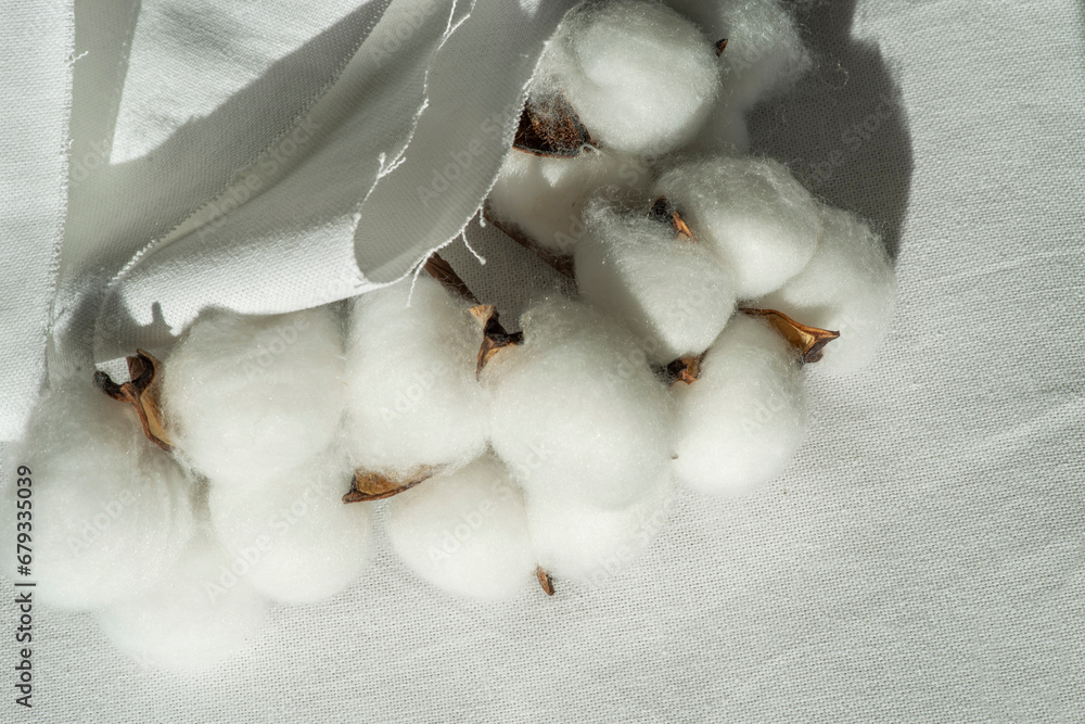 Cotton-plant harvest and cotton fabric linen. Fluffy fibers in flower balls on branch, white canvas. Weaving material for textile production Cotton-plant harvest and cotton fabric linen. Fluffy fibers in flower balls on branch, white canvas. Weaving material for textile production