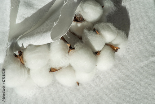 Cotton-plant harvest and cotton fabric linen. Fluffy fibers in flower balls on branch, white canvas. Weaving material for textile production © TSViPhoto