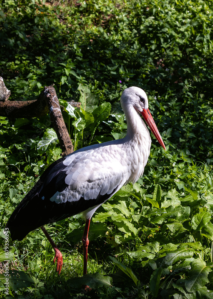 Fototapeta premium Elegant White Stork (Ciconia ciconia) in Wetlands