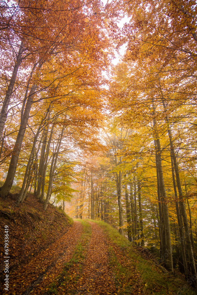Obraz premium path in autumn forest