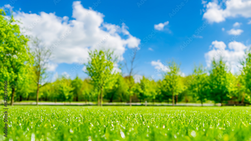 Green grass and blue sky with white clouds in the park in spring