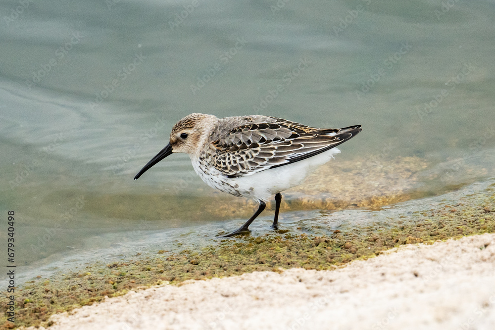 Bird dunlin (Calidris alpina) feeding on the shore Bird dunlin (Calidris alpina) feeding on the shore
