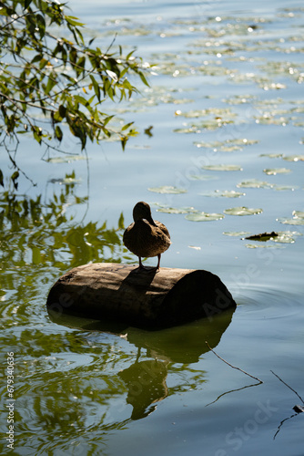 silhouette of a mallard duck resting on a log in a pond photo