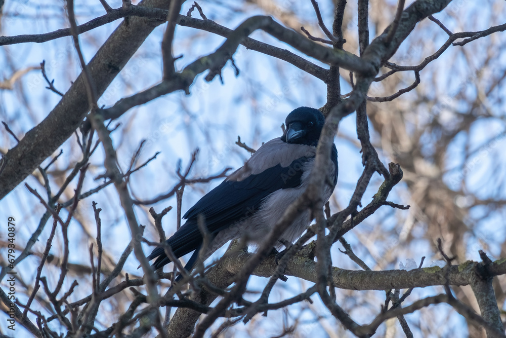 Hooded Crow (Corvus cornix) on the bare branches of a walnut tree on a cold, winter day Hooded Crow (Corvus cornix) on the bare branches of a walnut tree on a cold, winter day