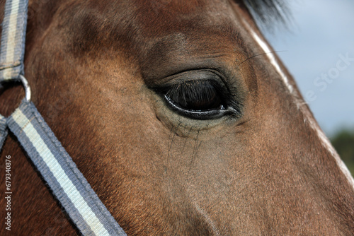 Big eye of a brown horse with long eyelashes 