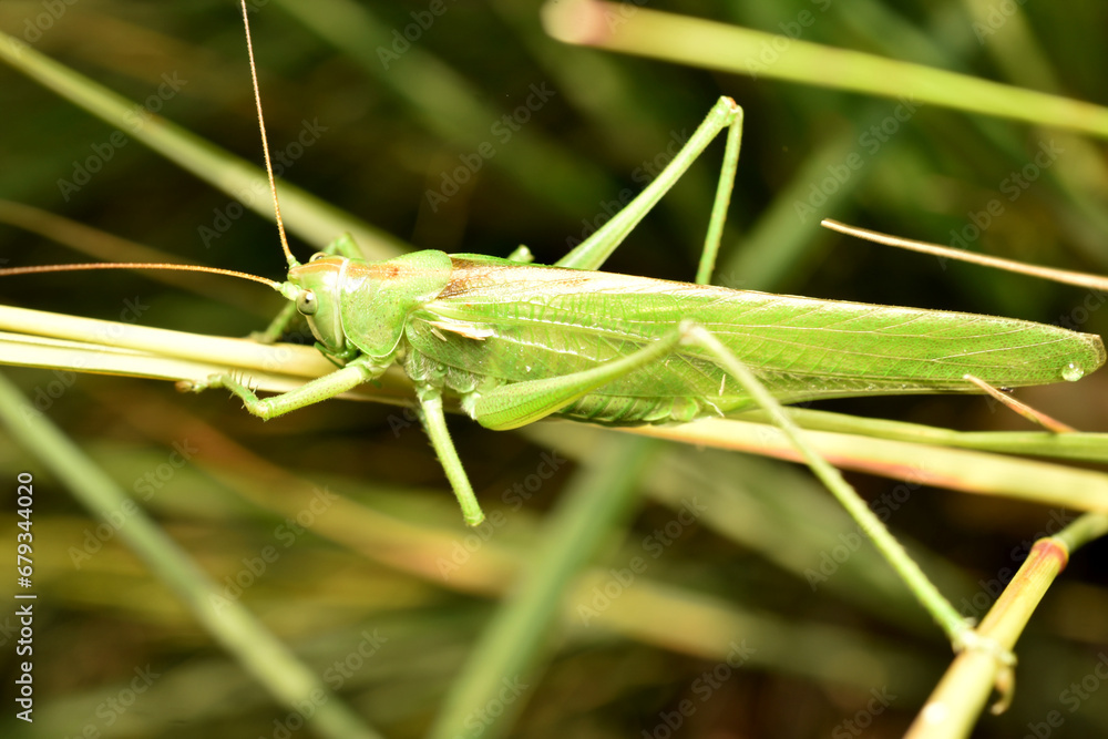 Green grasshopper in full growth. Green grasshopper in full growth.