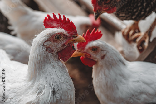 Two young roosters looking at each other in the poultry yard