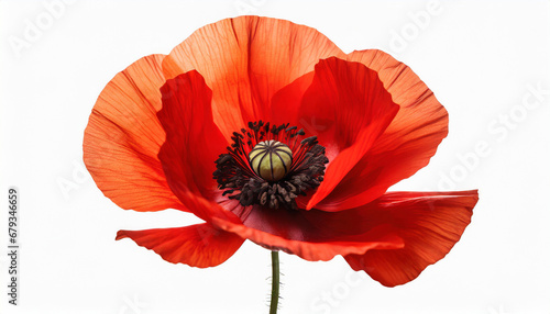 red poppy flower isolated on white background remembrance day in canada photo