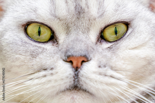 Close-up of a cat's muzzle. Scottish cat with green eyes. © svetograph