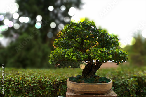 Fototapeta bonsai, drzewo, roślina, dekoracja, projekt, ogród, naturalny, natura, tło, piękny, sztuka, piękno, zielony,