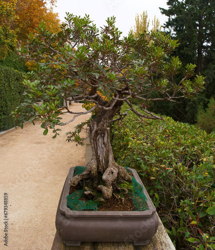 bonsai, drzewo, roślina, dekoracja, projekt, ogród, naturalny, natura, tło, piękny, sztuka, piękno, zielony,