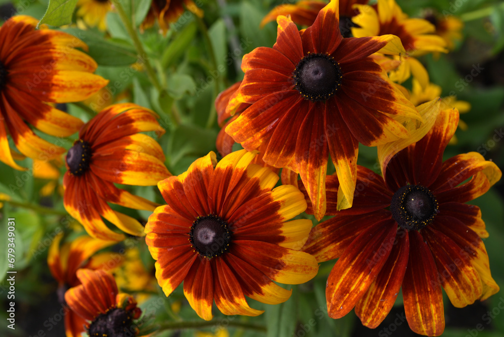 Beautiful yellow-red large rudbeckia flowers on a green bush in the garden in summer. Large American Asteraceae flowers. Beautiful yellow-red large rudbeckia flowers on a green bush in the garden in summer. Large American Asteraceae flowers.