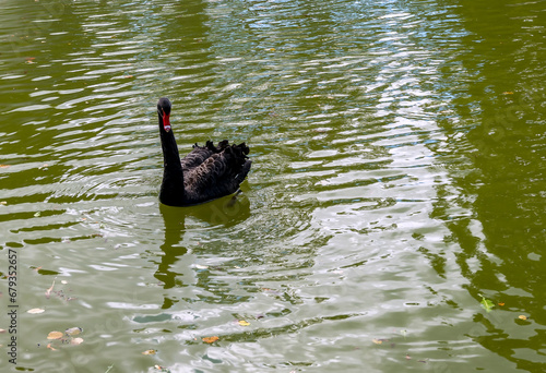 Black swan in a pond of public park
