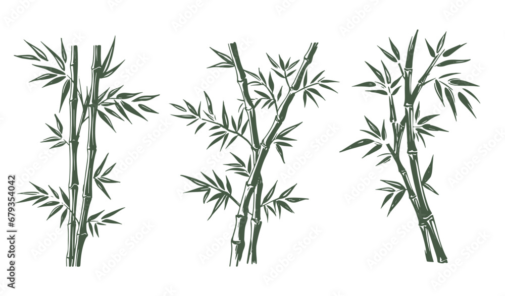 Bamboo hand drawn illustrations Bamboo hand drawn illustrations