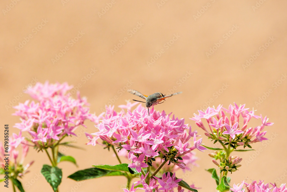 A hummingbird hawk-moth on a Egyptian starcluster in the ornamental garden of the Achilleion on the island of Corfu A hummingbird hawk-moth on a Egyptian starcluster in the ornamental garden of the Achilleion on the island of Corfu