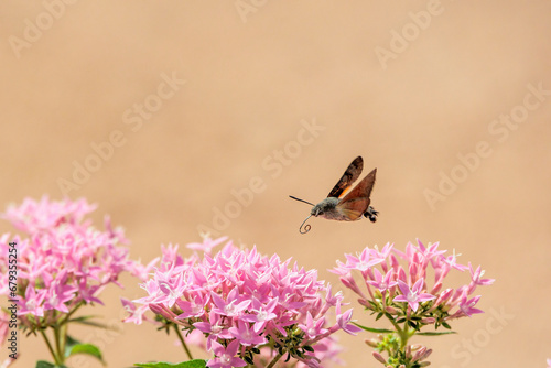 A hummingbird hawk-moth on a Egyptian starcluster in the ornamental garden of the Achilleion on the island of Corfu