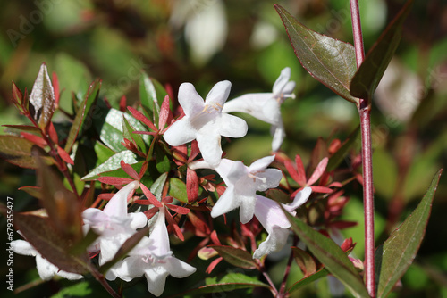 Branches, leaves and flowers of Linnaea grandiflora or Abelia  grandiflora. Close up of Chinese abelia  flowers in bloom.
 photo