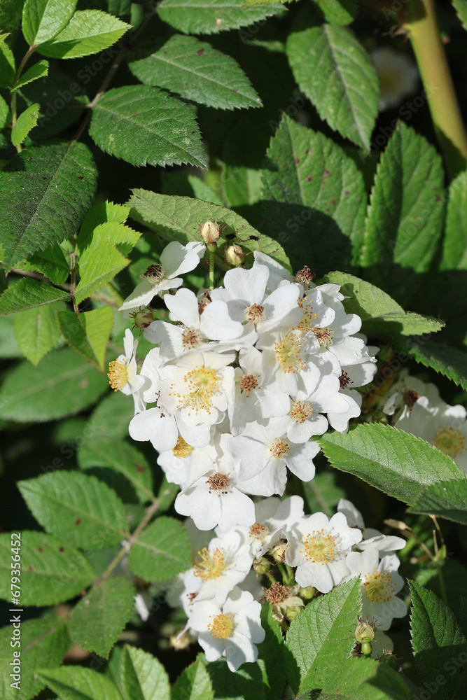 The multiflora rose has beautiful white flower. Flowered rose, Rosa multiflora white rosa.
The multiflora rose has beautiful white flower. Flowered rose, Rosa multiflora white rosa.