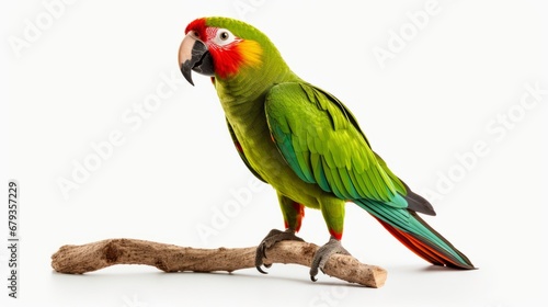 parrot full body on white background