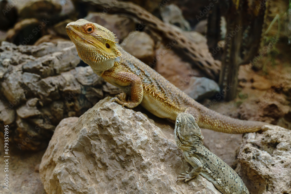 Fototapeta premium Echsen und Schlangen