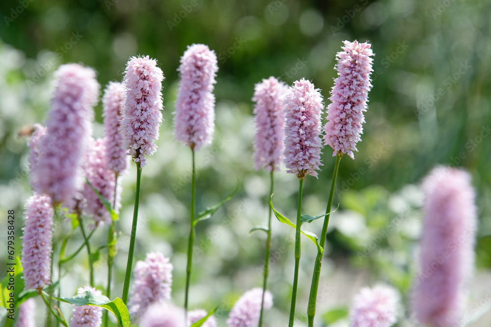 Pink wild flowers in a meadow, selective focus Pink wild flowers in a meadow, selective focus