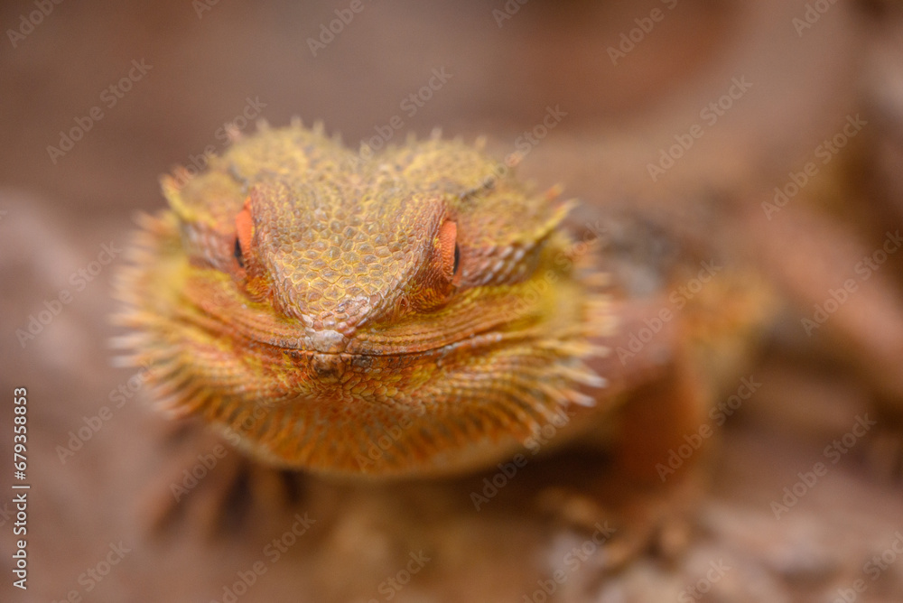 Obraz premium Echsen und Schlangen