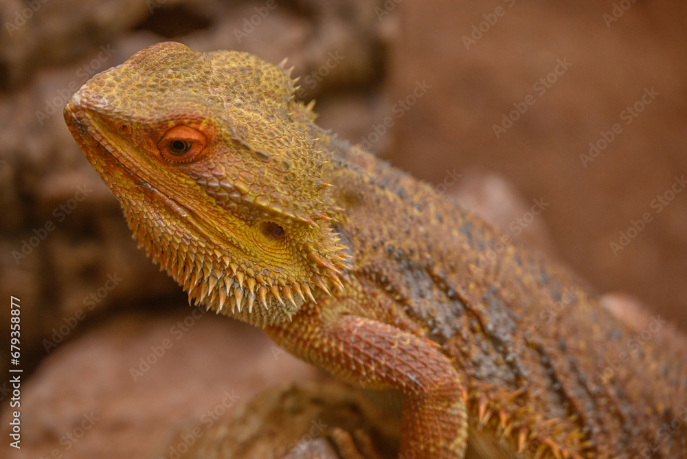 Fototapeta premium Echsen und Schlangen