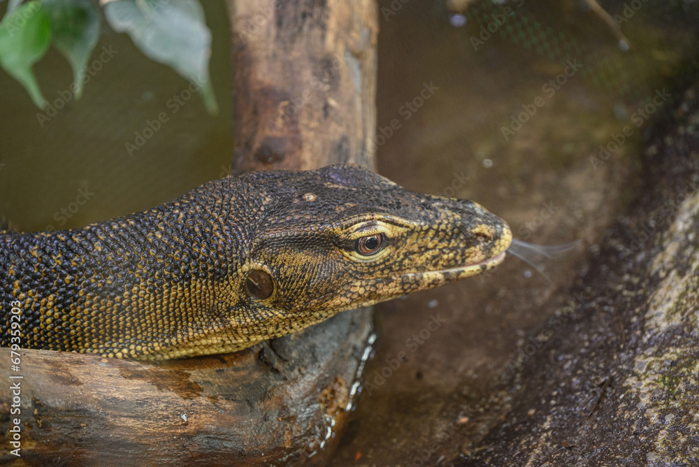 Obraz premium Echsen und Schlangen