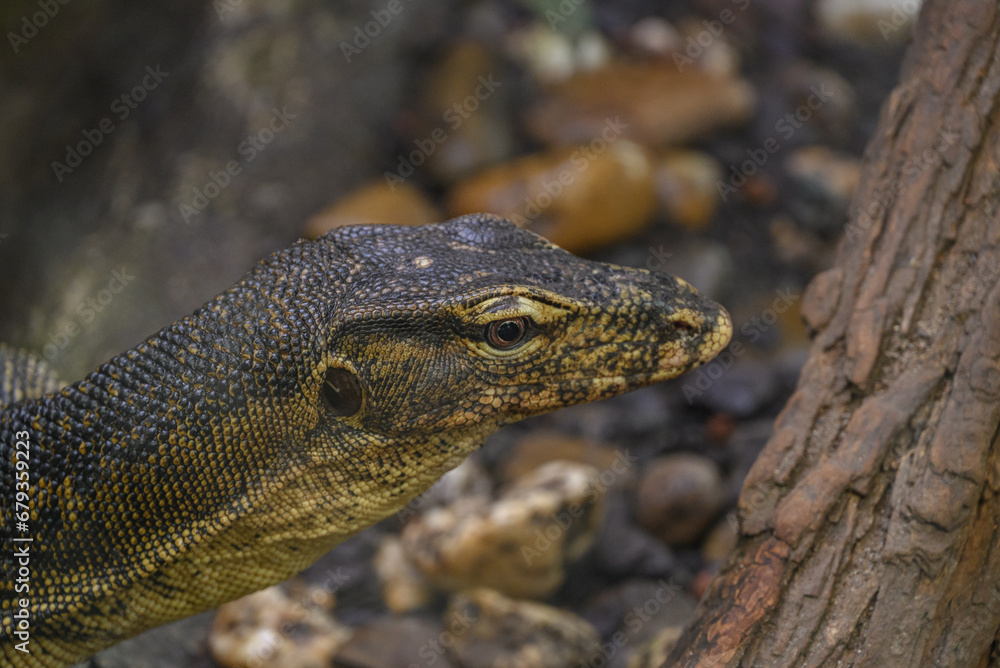 Fototapeta premium Echsen und Schlangen