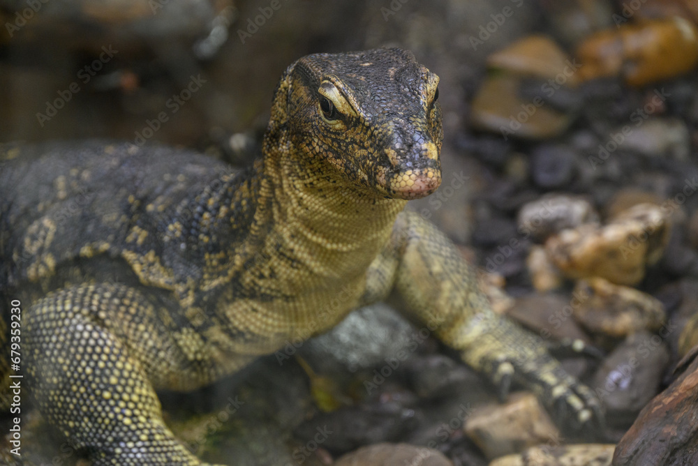 Naklejka premium Echsen und Schlangen