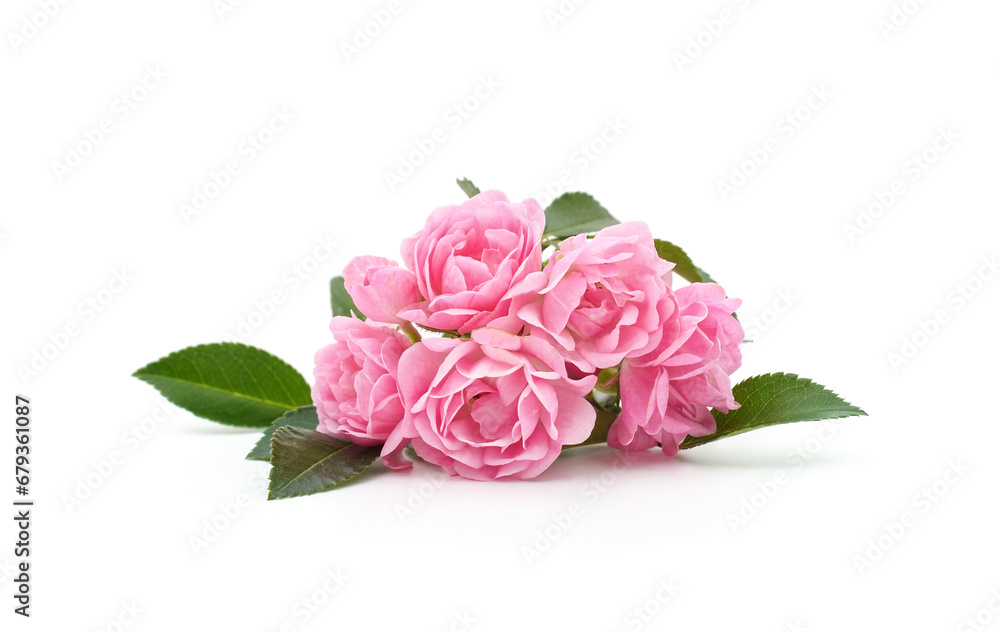 Pink roses flowers. Pink roses flowers.