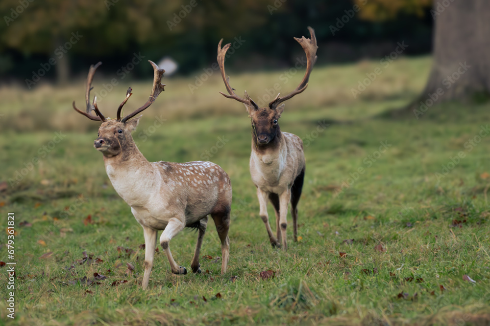 Deer rut season Phoenix park Deer rut season Phoenix park