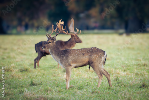 Deer rut season Phoenix park