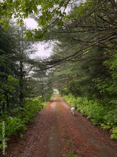 Walk with dog in forest