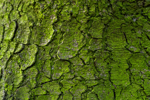 Green moss on a tree trunk