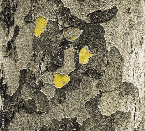 Vector illustration of the texture of the bark of an oriental plane tree or Platanus orientalis in Latin. Natural military background.