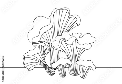 Chanterelle. One line