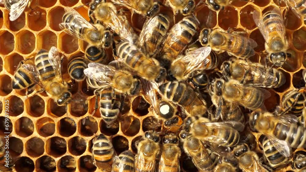 Queen Bee lays her eggs in the honeycomb. To make it easier to spot the Queen, there is a white mark on her back. Queen Bee lays her eggs in the honeycomb. To make it easier to spot the Queen, there is a white mark on her back.